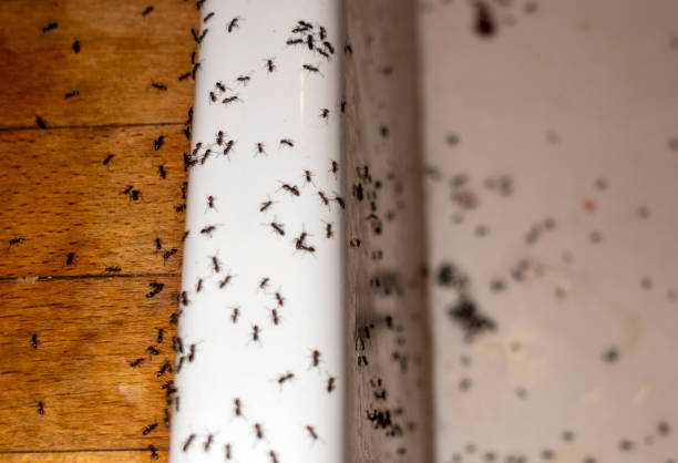 Best Pest Prevention Services  in Zeeland, MI